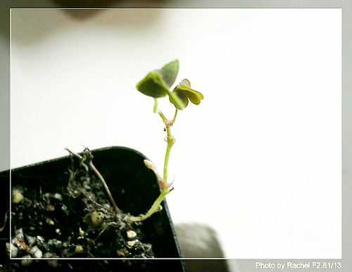 [�ܼ�]�aRachelҲ��ʼ�ﲥ���֡���P15���ܸ��£�