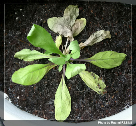 [�ܼ�]�aRachelҲ��ʼ�ﲥ���֡���P13ϲ�ֲ����ˣ�