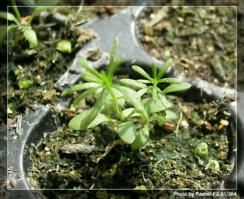 [�ܼ�]�aRachelҲ��ʼ�ﲥ���֡���P13ϲ�ֲ����ˣ�