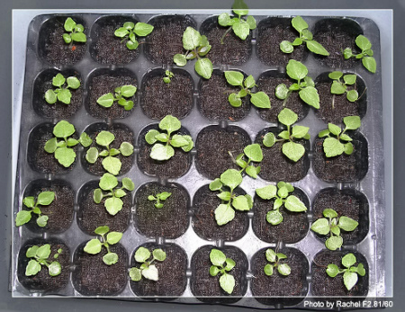 [�ܼ�]�aRachelҲ��ʼ�ﲥ���֡���P13ϲ�ֲ����ˣ�