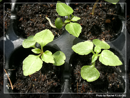 [�ܼ�]�aRachelҲ��ʼ�ﲥ���֡���P13ϲ�ֲ����ˣ�