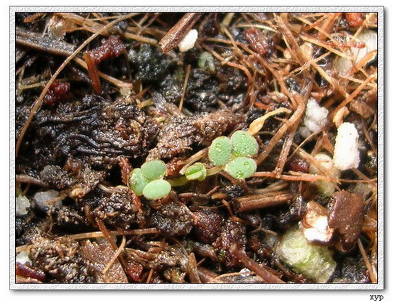 �ҵ�һЩС��