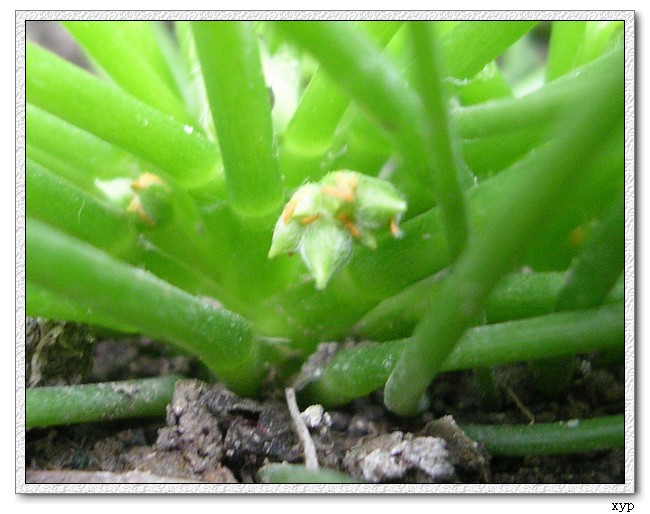 �ҵ�һЩС��