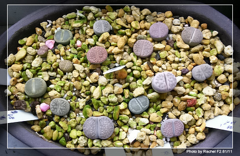 [ʯͷ�γ�ƪ��ֲ��¼]P10-11������Ա�ޣ���