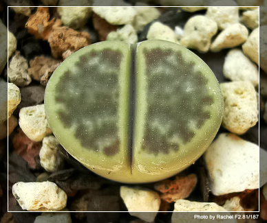 [ʯͷ�γ�ƪ��ֲ��¼]P10-11������Ա�ޣ���