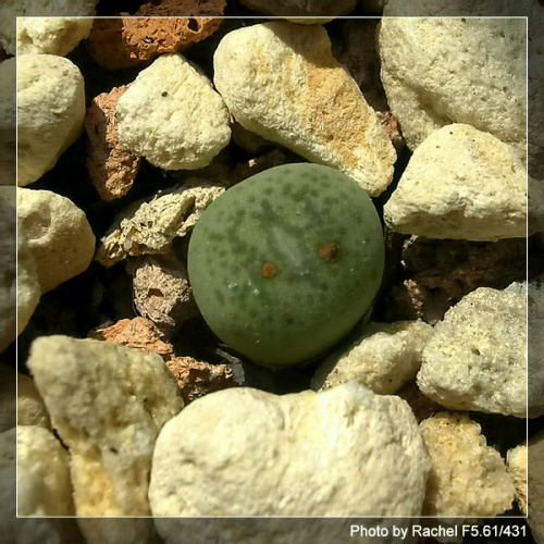 [ʯͷ�γ�ƪ��ֲ��¼]P10-11������Ա�ޣ���