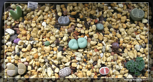 [ʯͷ�γ�ƪ��ֲ��¼]P10-11������Ա�ޣ���