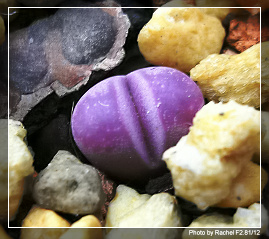 [ʯͷ�γ�ƪ��ֲ��¼]P10-11������Ա�ޣ���