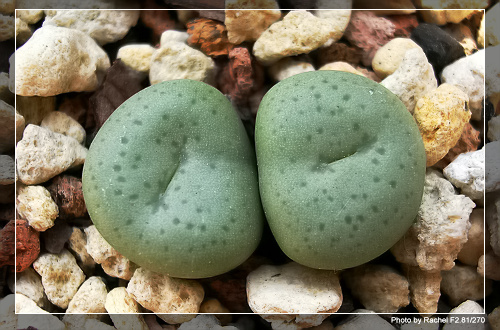 [ʯͷ�γ�ƪ��ֲ��¼]P10-11������Ա�ޣ���