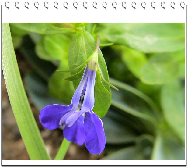 ������,�ص㲻�ڲݻ�