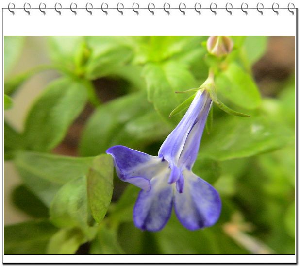 ������,�ص㲻�ڲݻ�