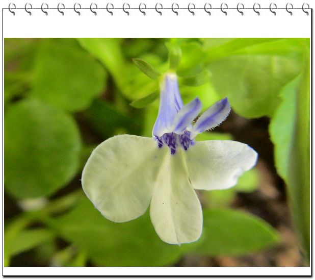 ������,�ص㲻�ڲݻ�