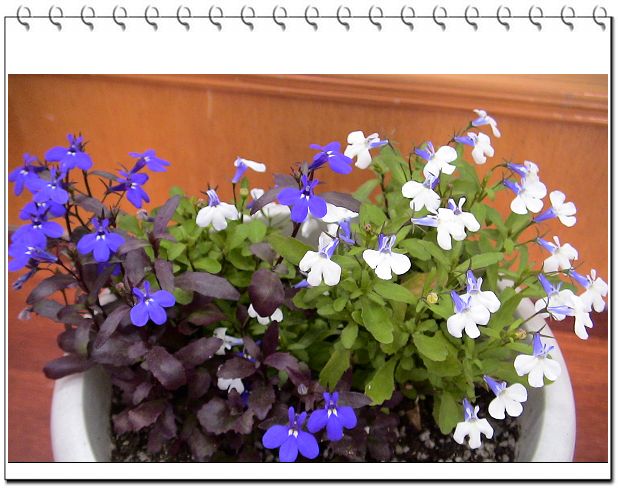 ������,�ص㲻�ڲݻ�