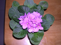 �ҵ�СС���������������´��죩