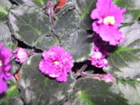 �ҵ�СС���������������´��죩