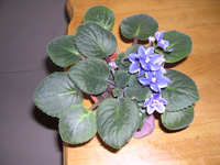 �ҵ�СС���������������´��죩