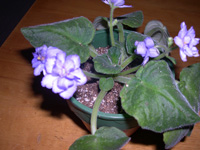 �ҵ�СС���������������´��죩