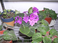 �ҵ�СС���������������´��죩