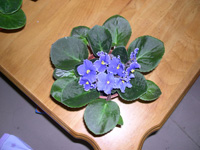 �ҵ�СС���������������´��죩