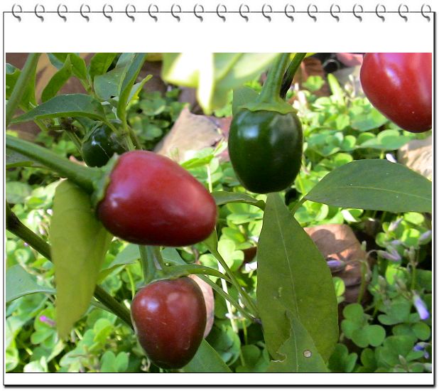 ������,�ص㲻�ڲݻ�