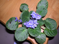 �ҵ�СС���������������´��죩