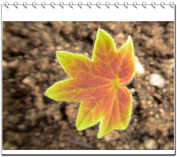 ������,�ص㲻�ڲݻ�