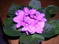 �ҵ�СС���������������´��죩