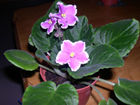 �ҵ�СС���������������´��죩