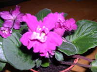 �ҵ�СС���������������´��죩