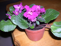 �ҵ�СС���������������´��죩