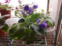 �ҵ�СС���������������´��죩