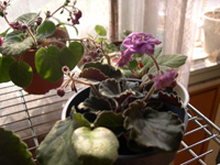 �ҵ�СС���������������´��죩