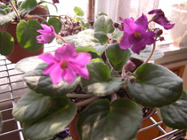 �ҵ�СС���������������´��죩