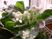 �ҵ�СС���������������´��죩