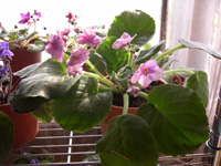 �ҵ�СС���������������´��죩