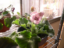 �ҵ�СС���������������´��죩