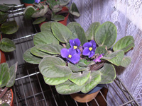 �ҵ�СС���������������´��죩