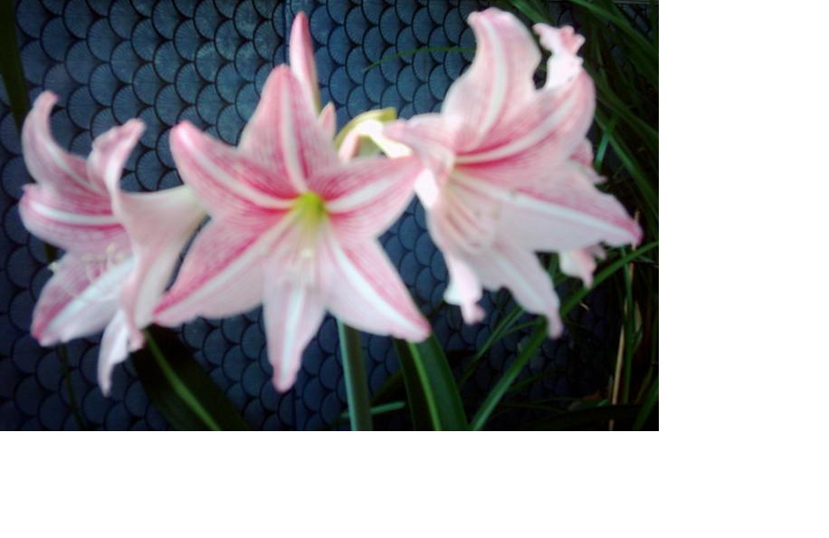 ���ߵ����ο���  ��������ͼƬ�ˣ�