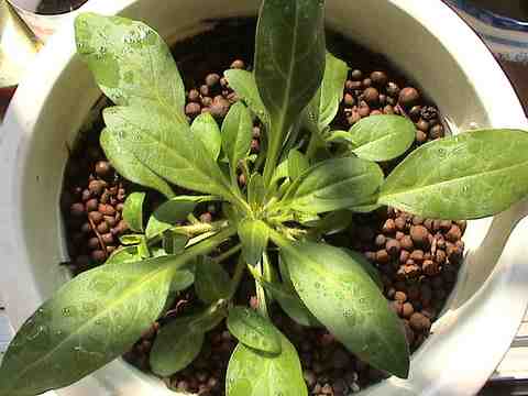 ������ð��