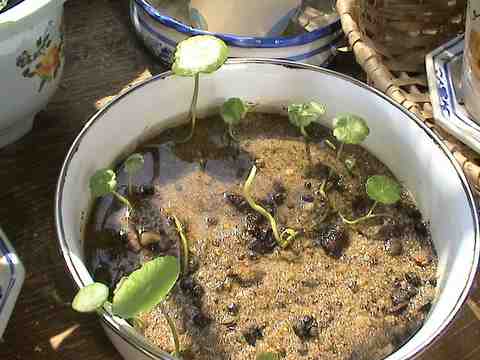 ������ð��