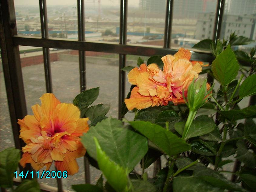 ���Է���--Ư���ķ�ɣ