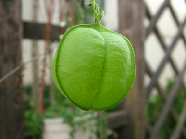 ż�Ļ���ż��Ժ��