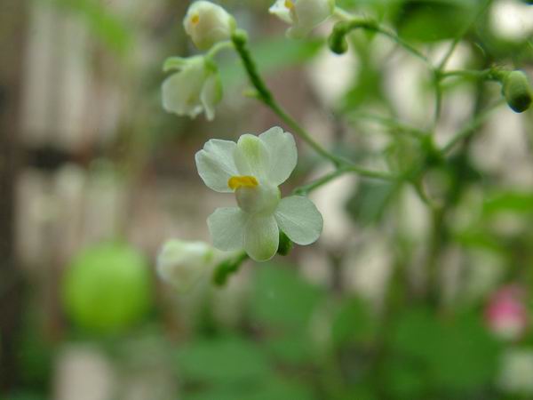 ż�Ļ���ż��Ժ��