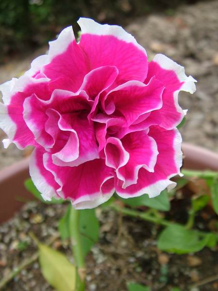 ż�Ļ���ż��Ժ��