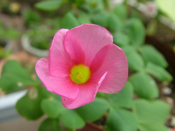 ż�Ļ���ż��Ժ��