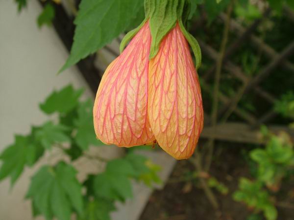 ż�Ļ���ż��Ժ��