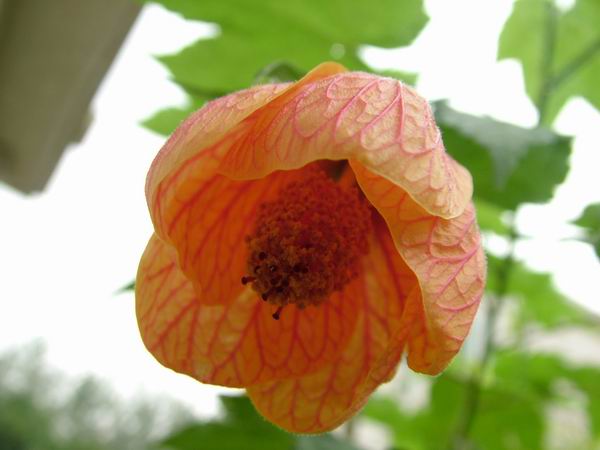 ż�Ļ���ż��Ժ��