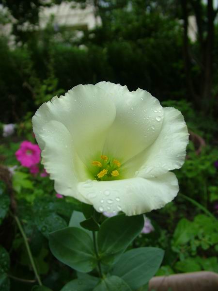 ż�Ļ���ż��Ժ��