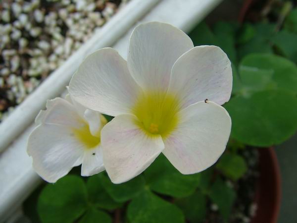 ż�Ļ���ż��Ժ��