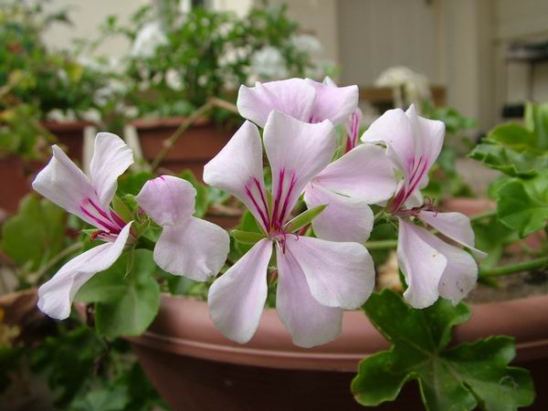 ż�Ļ���ż��Ժ��